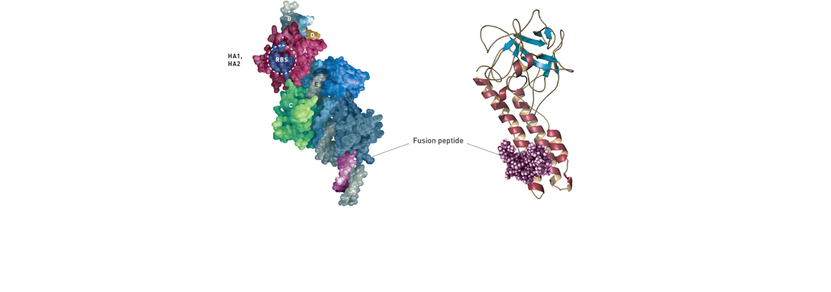 Pandemic Influenza Science Material
